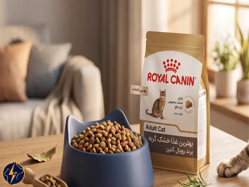 بهترین غذا خشک گربه