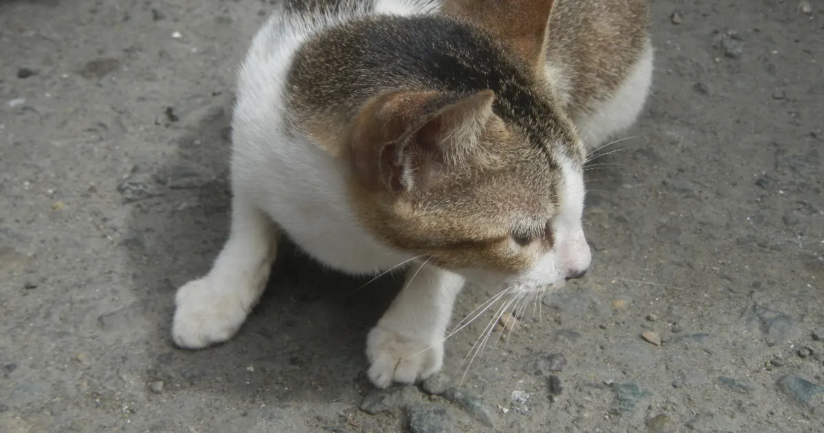 یبوست گربه