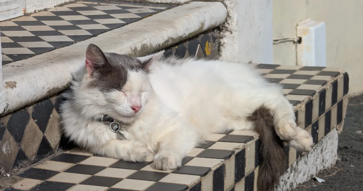 انسداد مجاری ادراری گربه