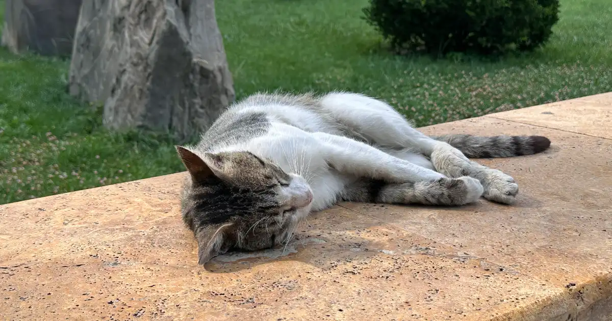 غذای گربه مسن
